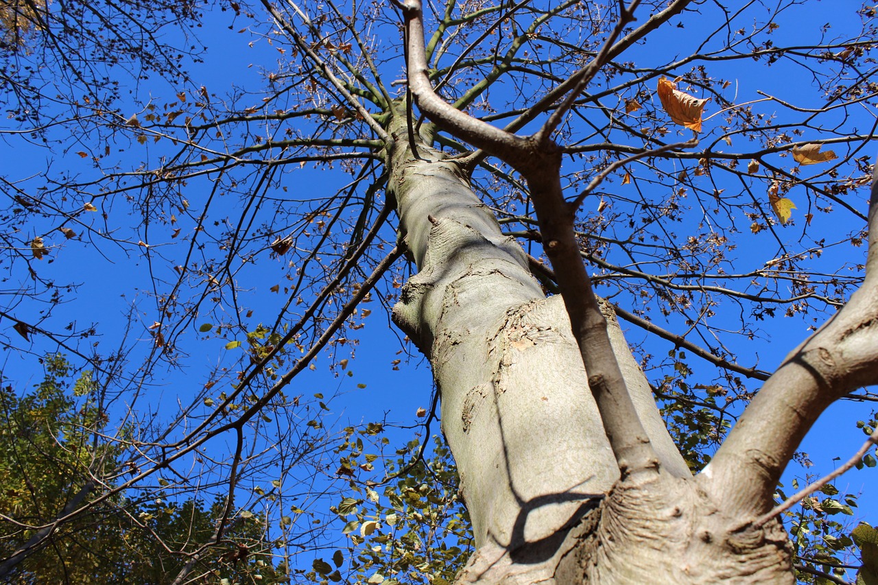 tree autumn sky free photo