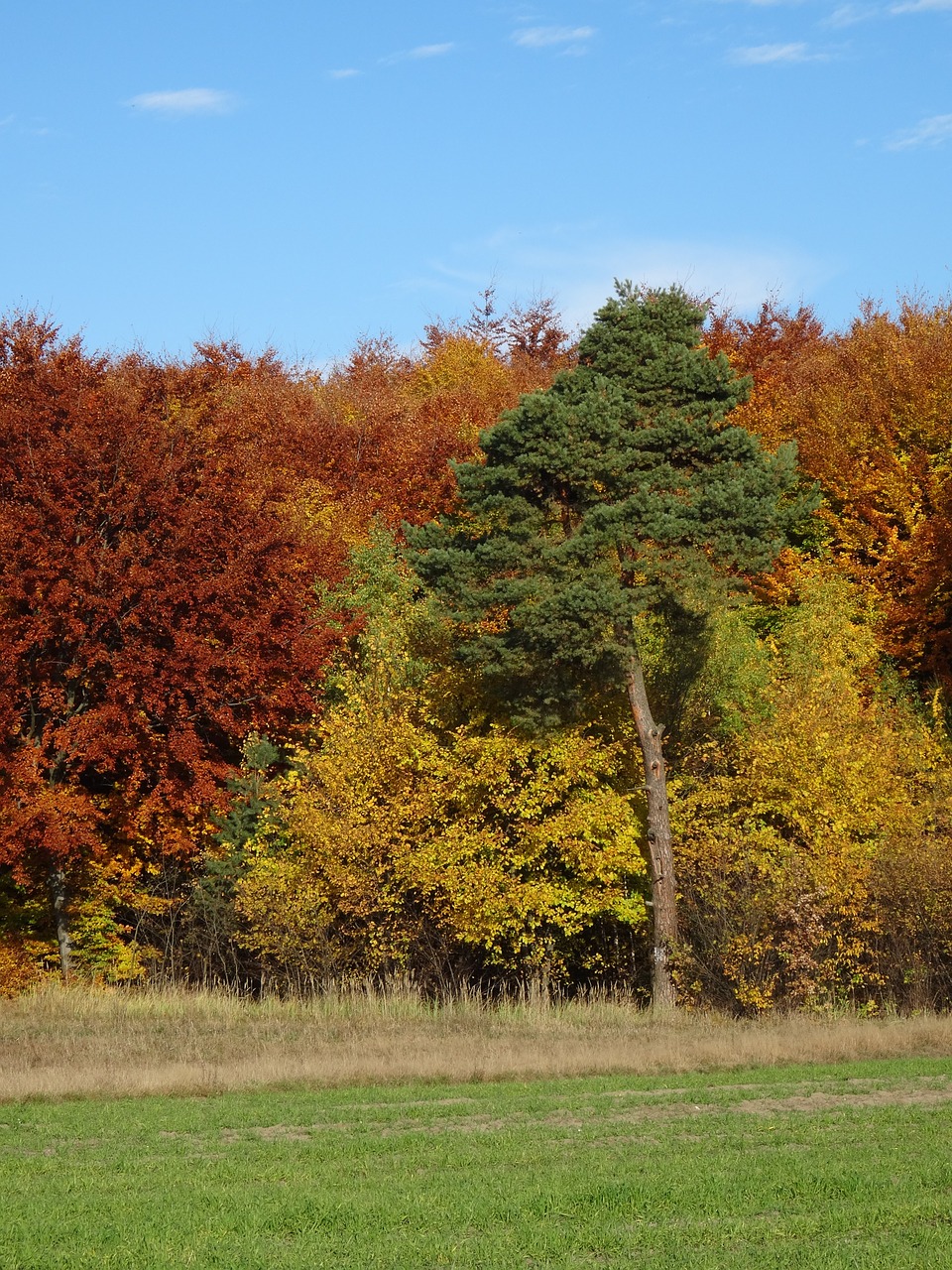 tree forest foliage free photo