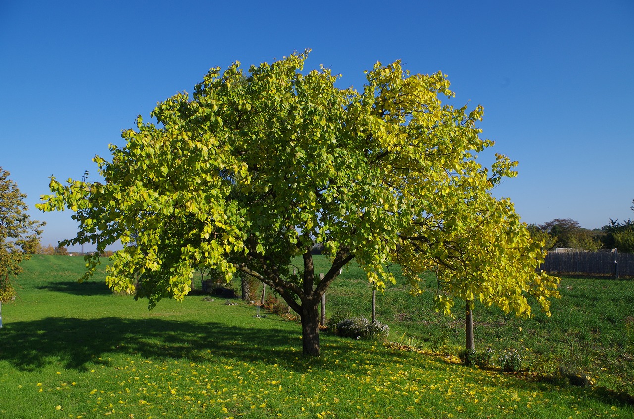 tree apricot autumn free photo