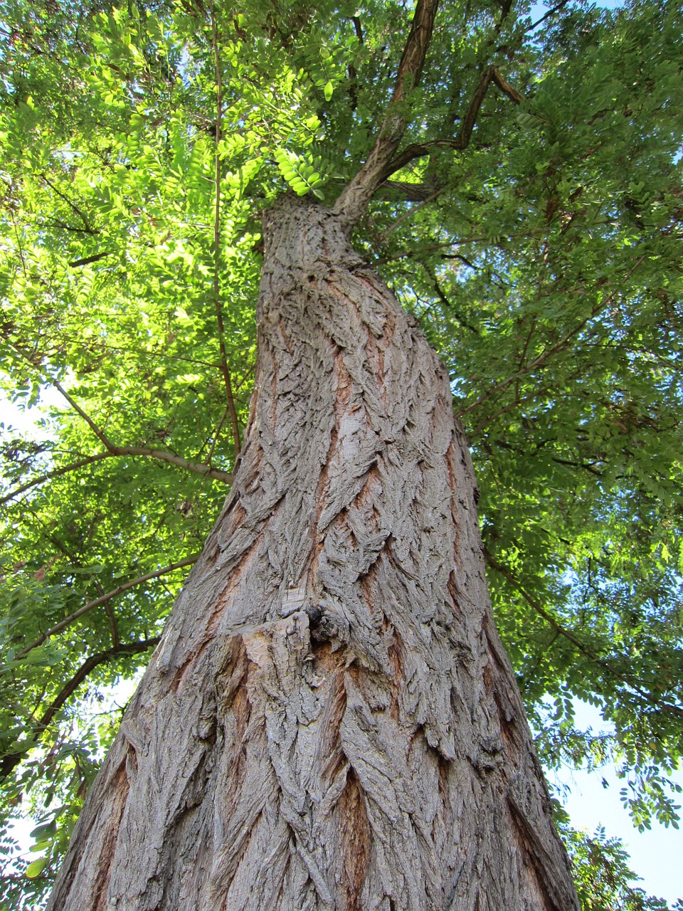 tree bark nature free photo