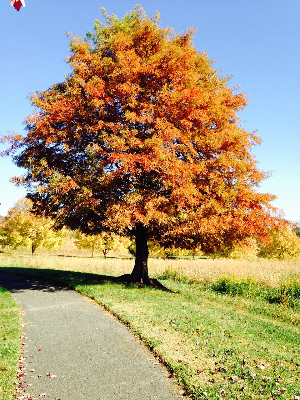 tree fall autumn free photo