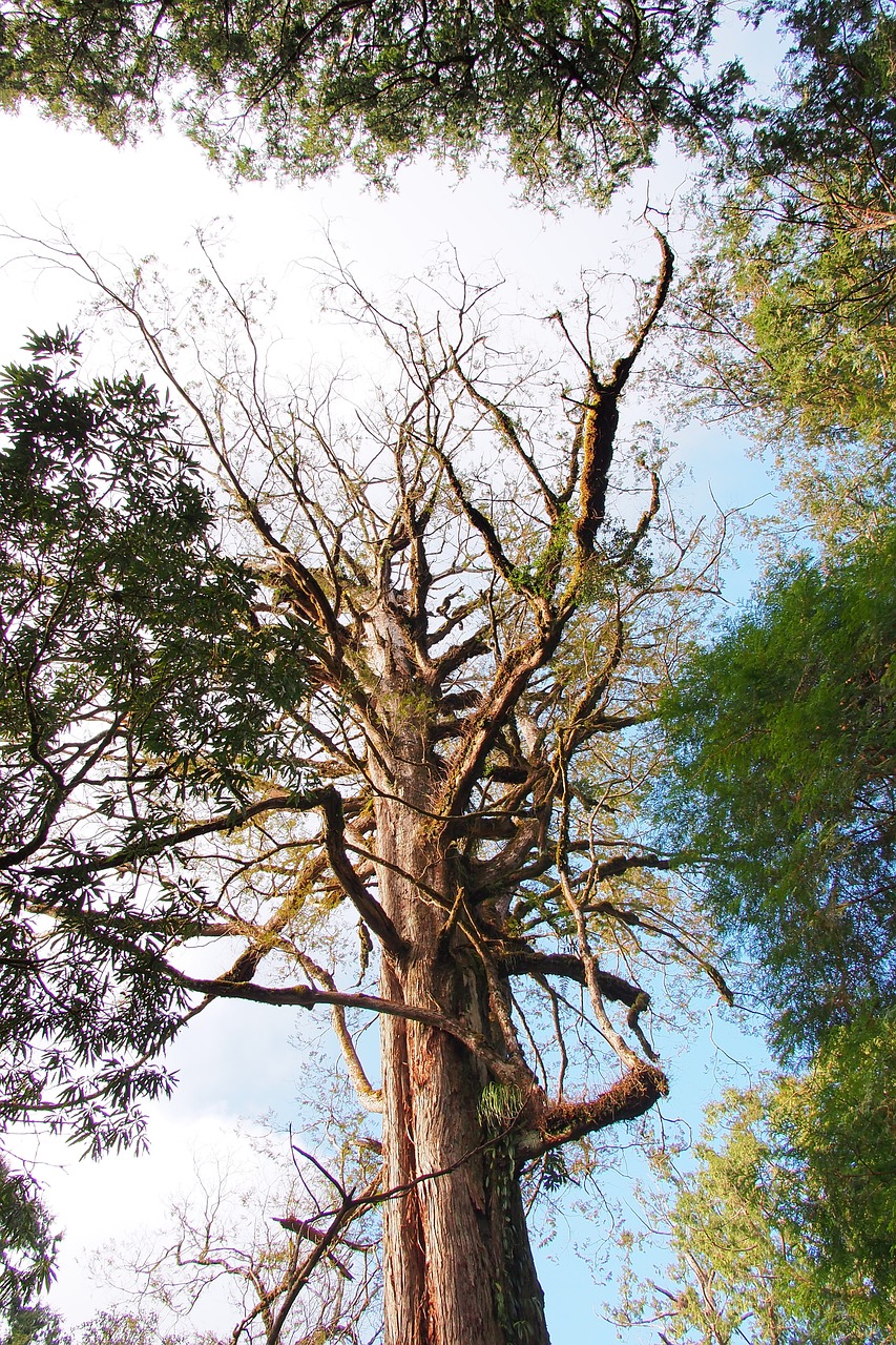 tree taiwan travel free photo