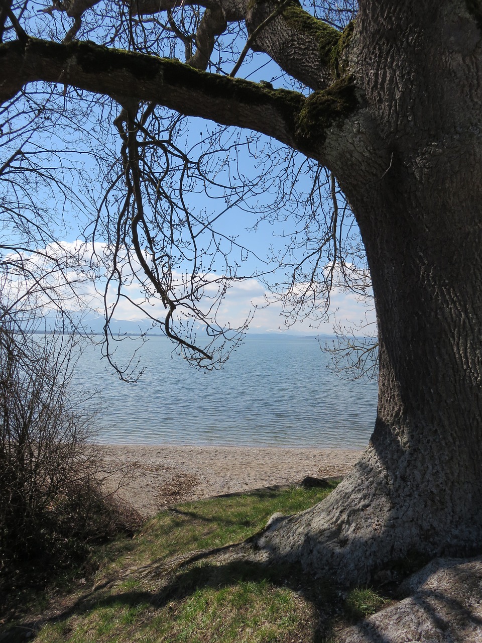 tree bank chiemsee free photo