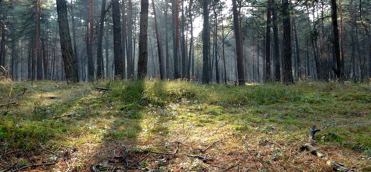 olkusz poland tree free photo