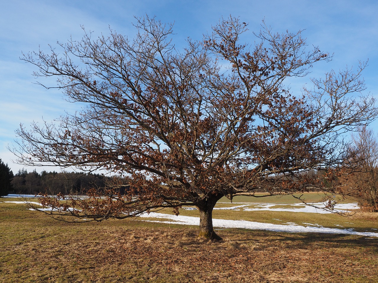 tree gnarled oak free photo