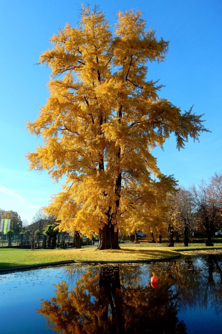 tree golden gold free photo