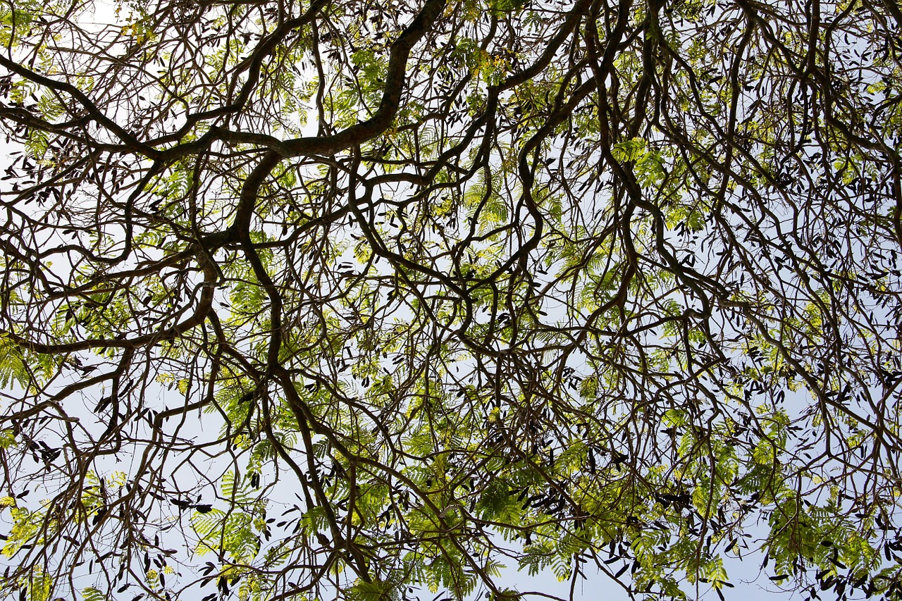 tree plant cactus free photo