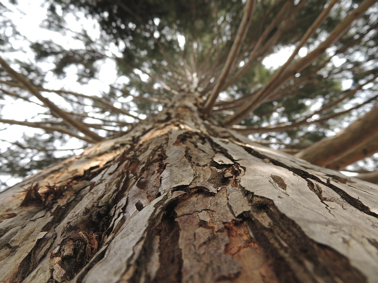 tree bark wood free photo