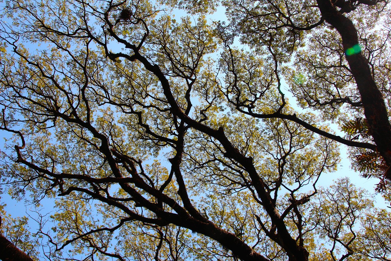 tree top crown free photo