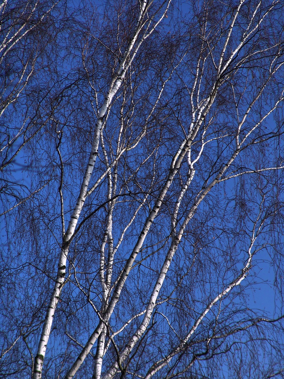 tree birch winter free photo