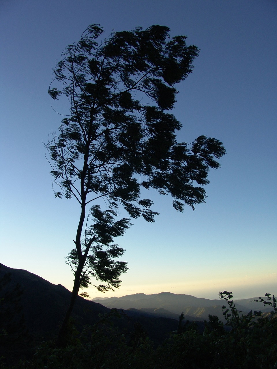 tree crown jamaica free photo