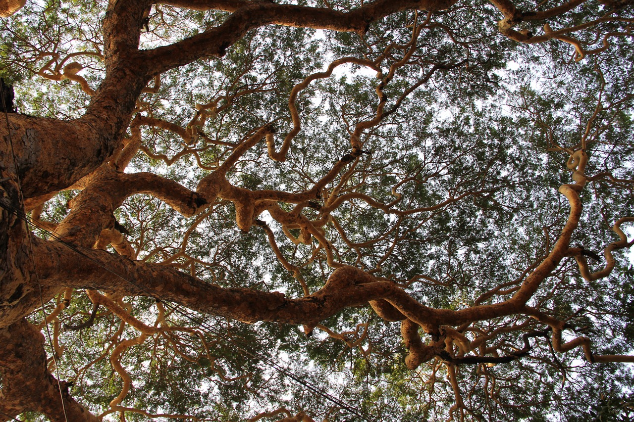 tree branches aesthetic free photo