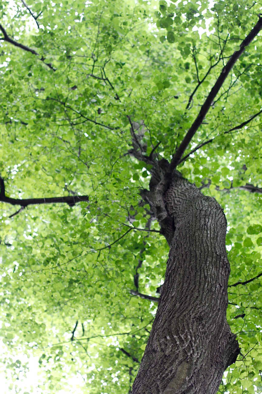 tree branches aesthetic free photo