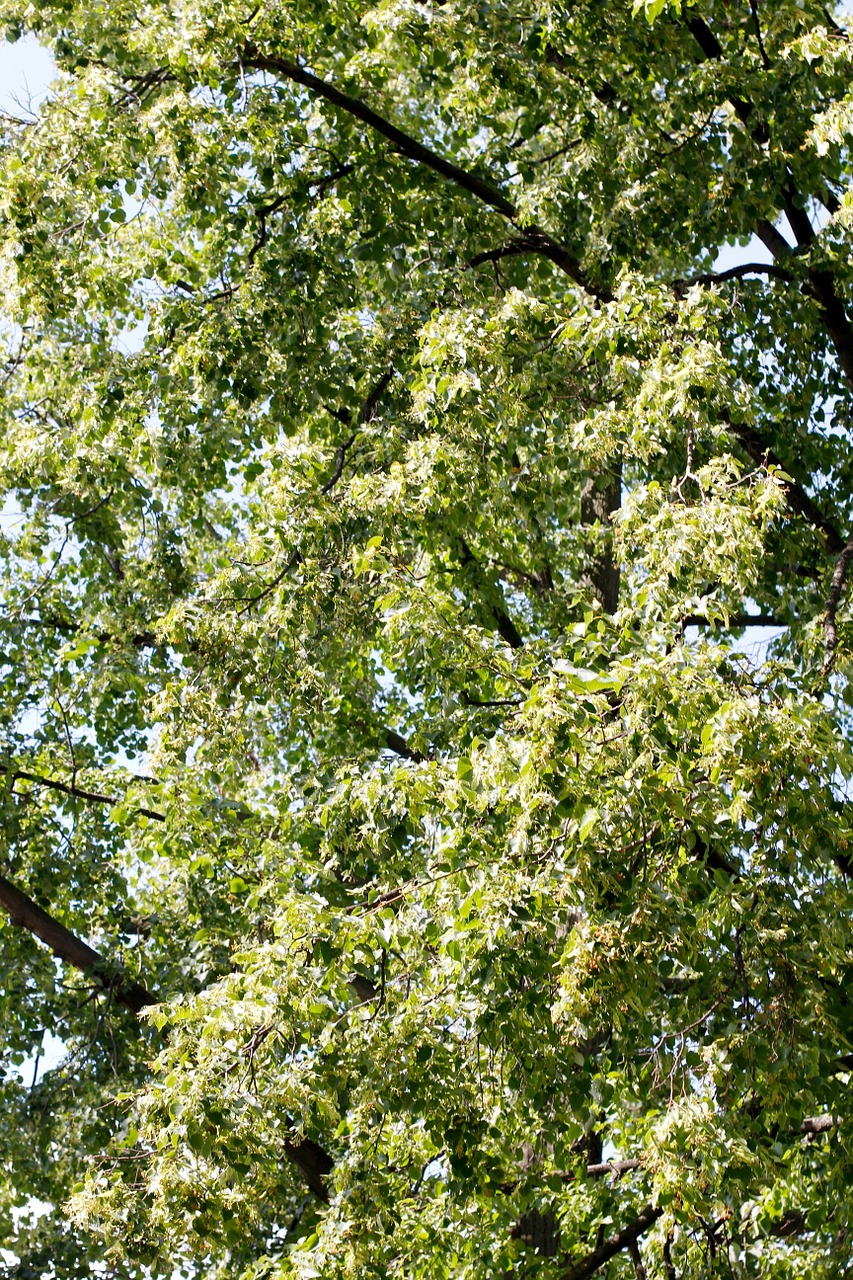 tree branches aesthetic free photo