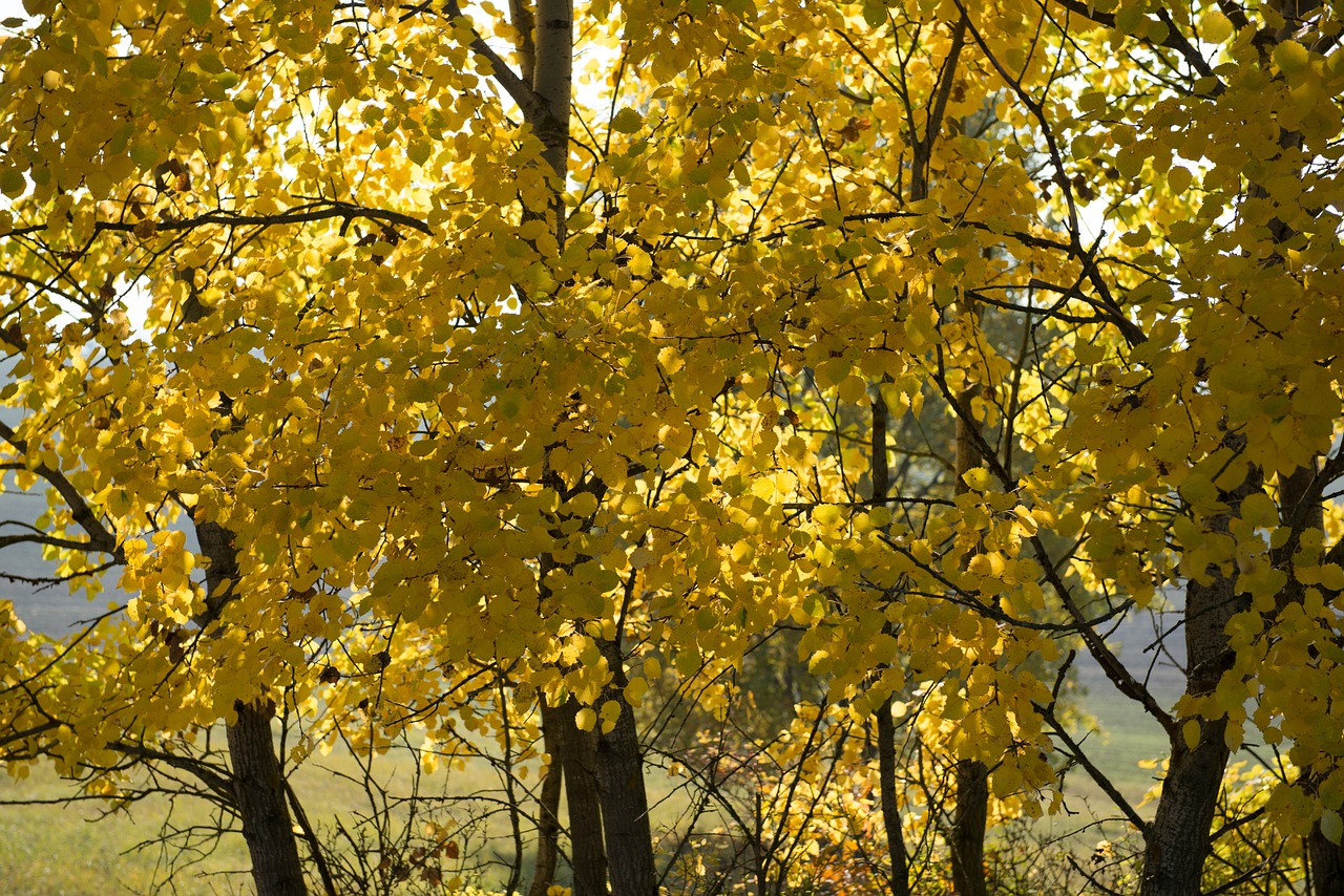 tree yellow autumn free photo