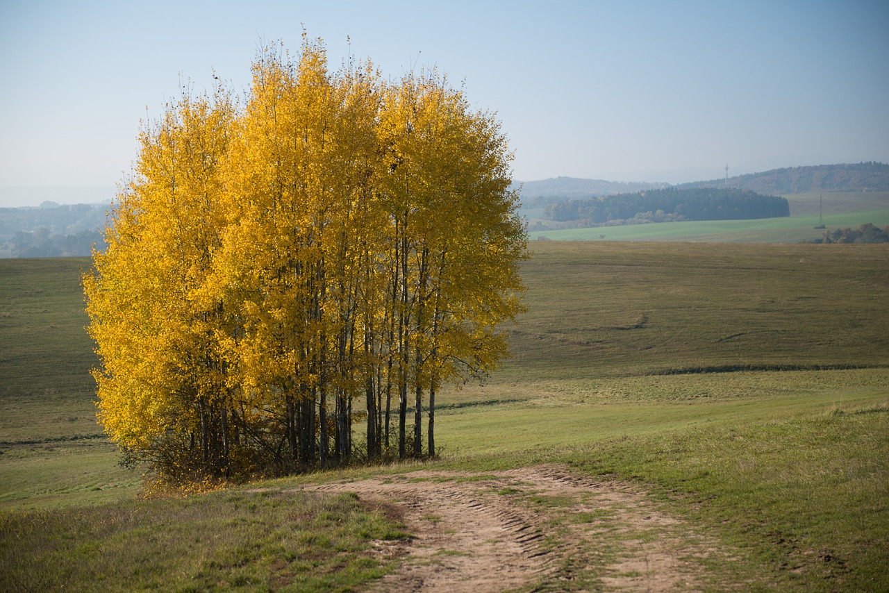 tree yellow autumn free photo