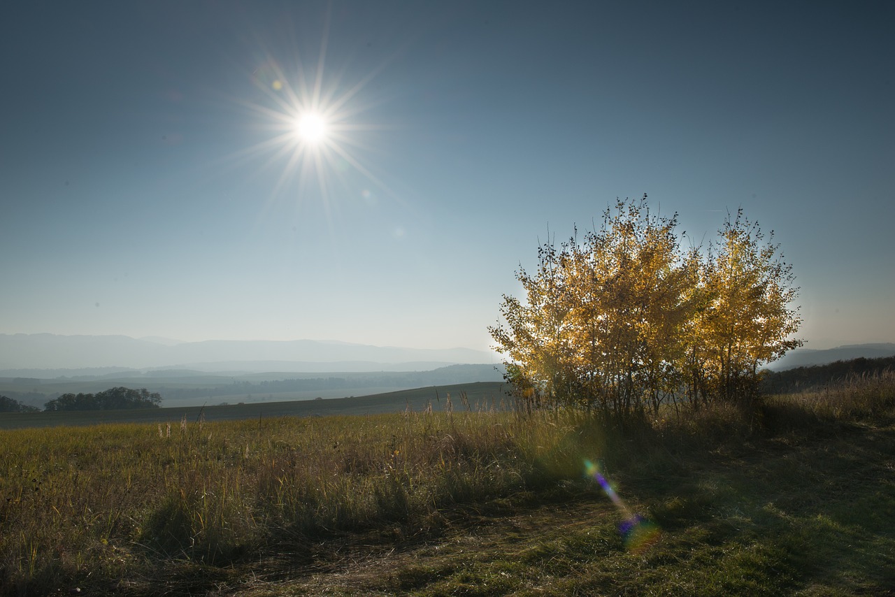 tree country autumn free photo