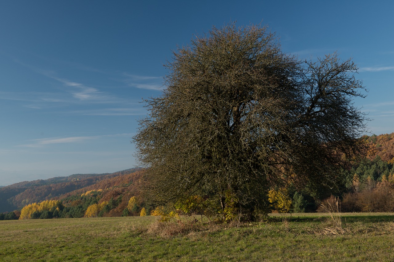 tree country autumn free photo