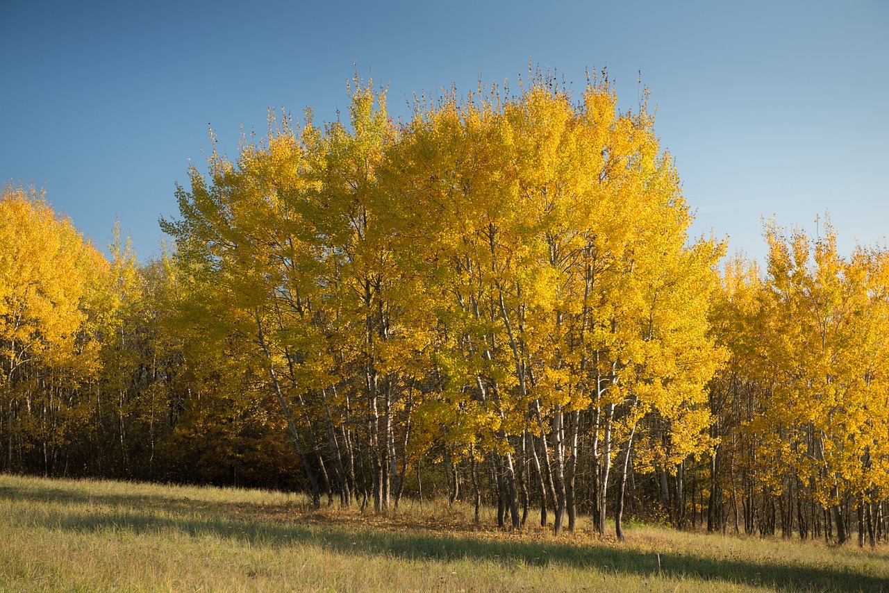 tree country autumn free photo