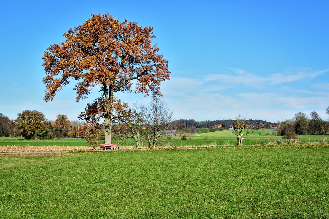 tree individually autumn free photo