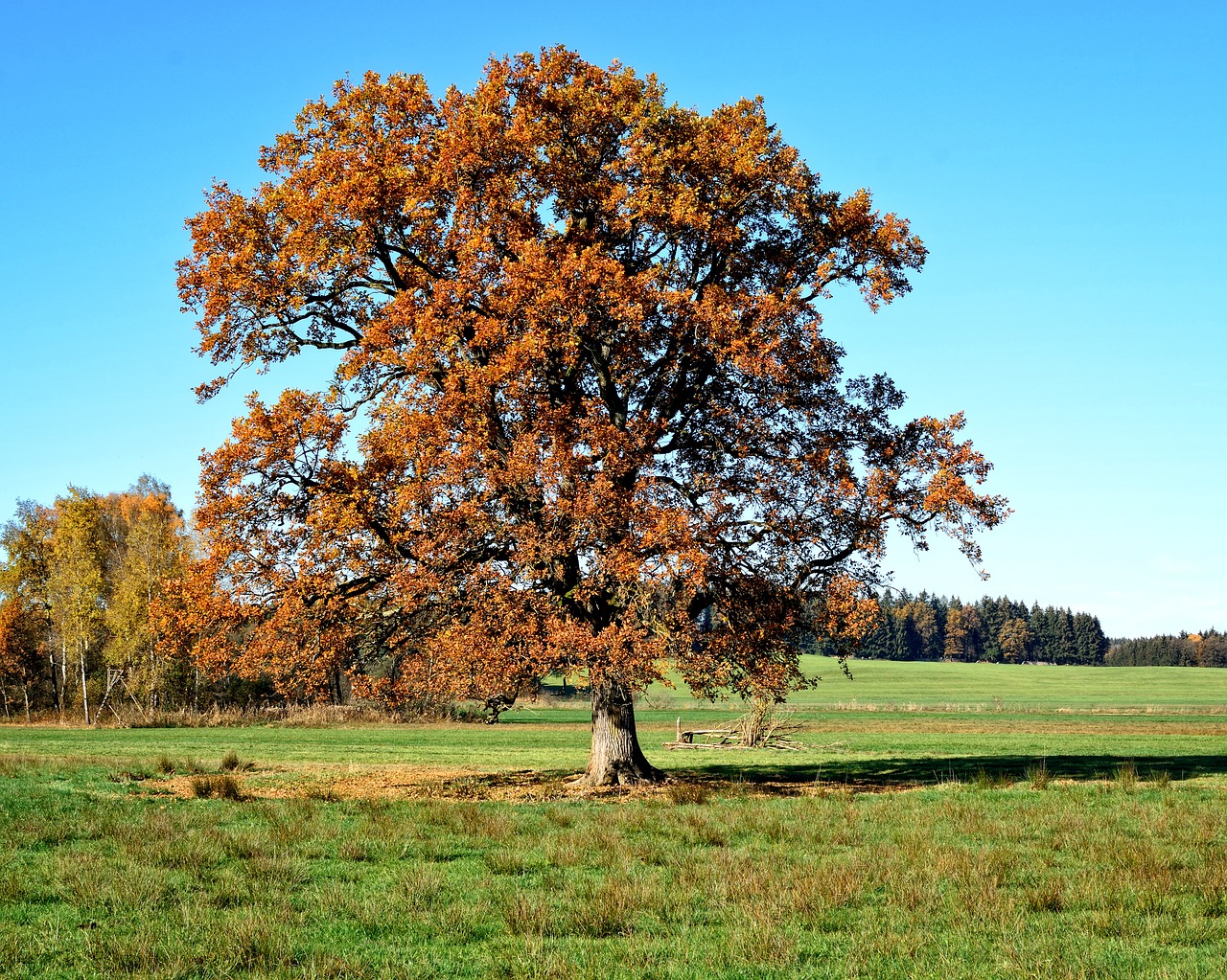 tree individually autumn free photo