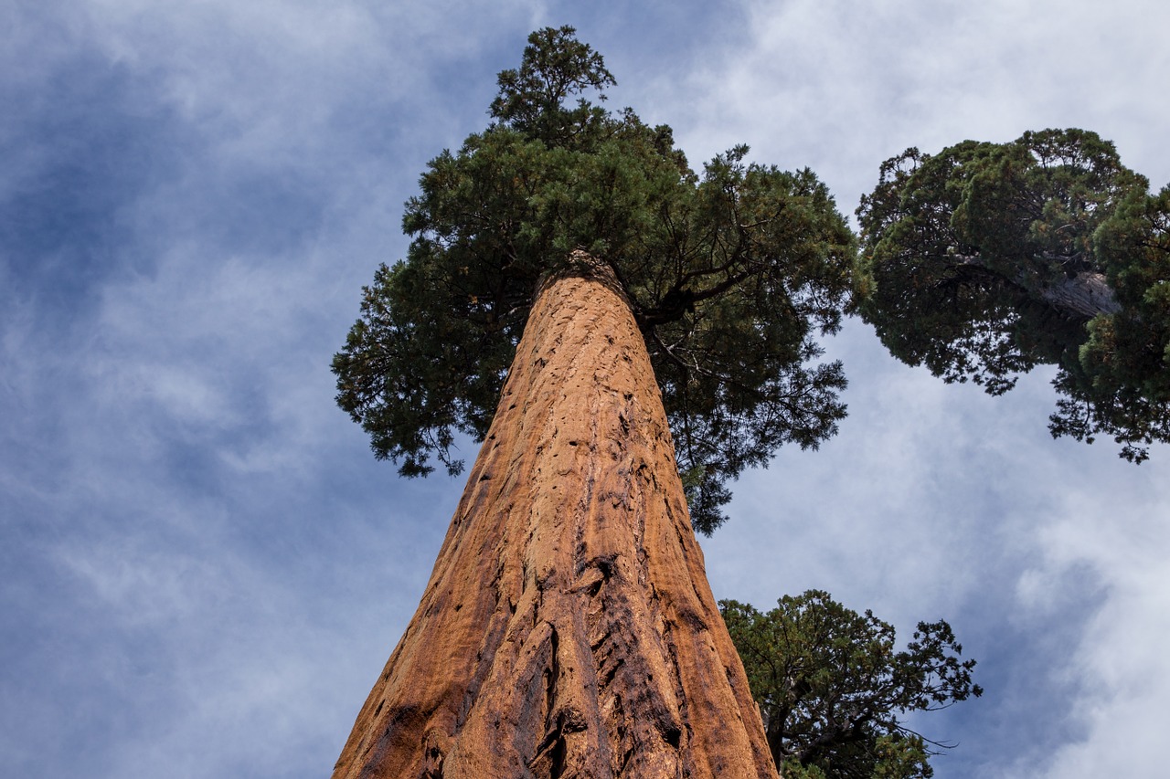 tree perspective trunk free photo