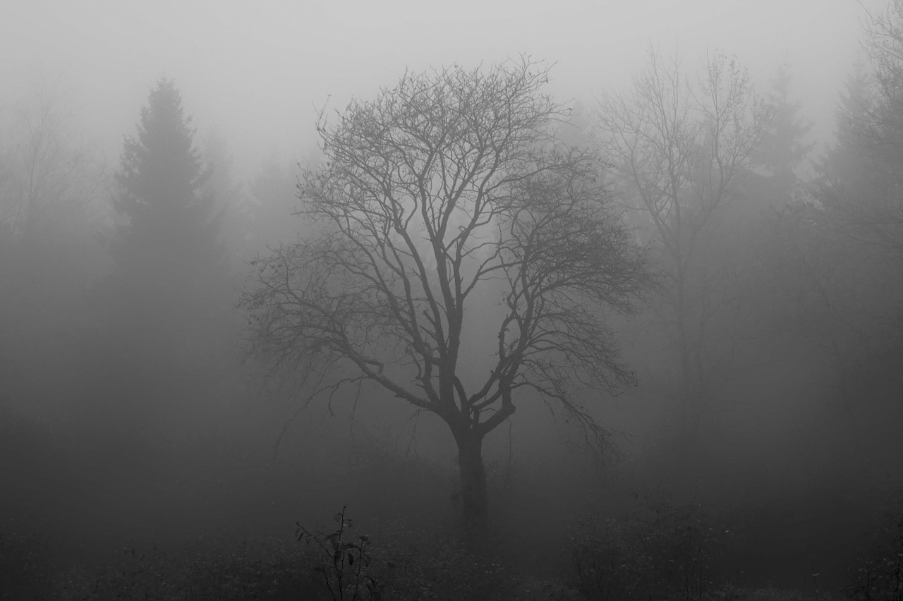 tree fog moor free photo