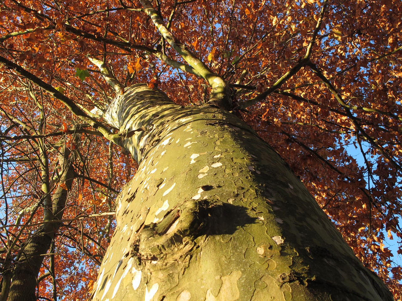 tree autumn plane free photo