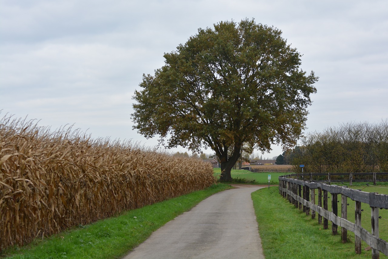 tree road nature free photo