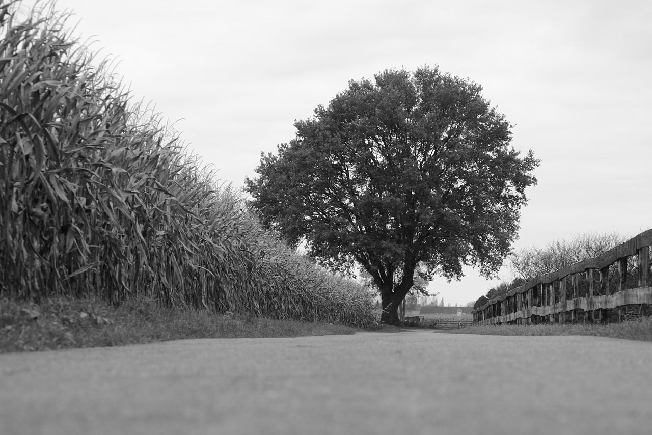 tree road nature free photo