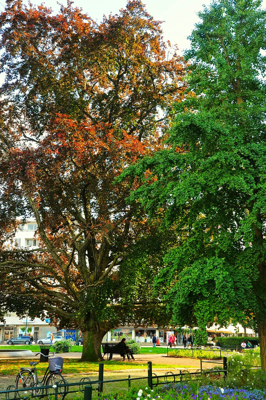 tree nature red free photo