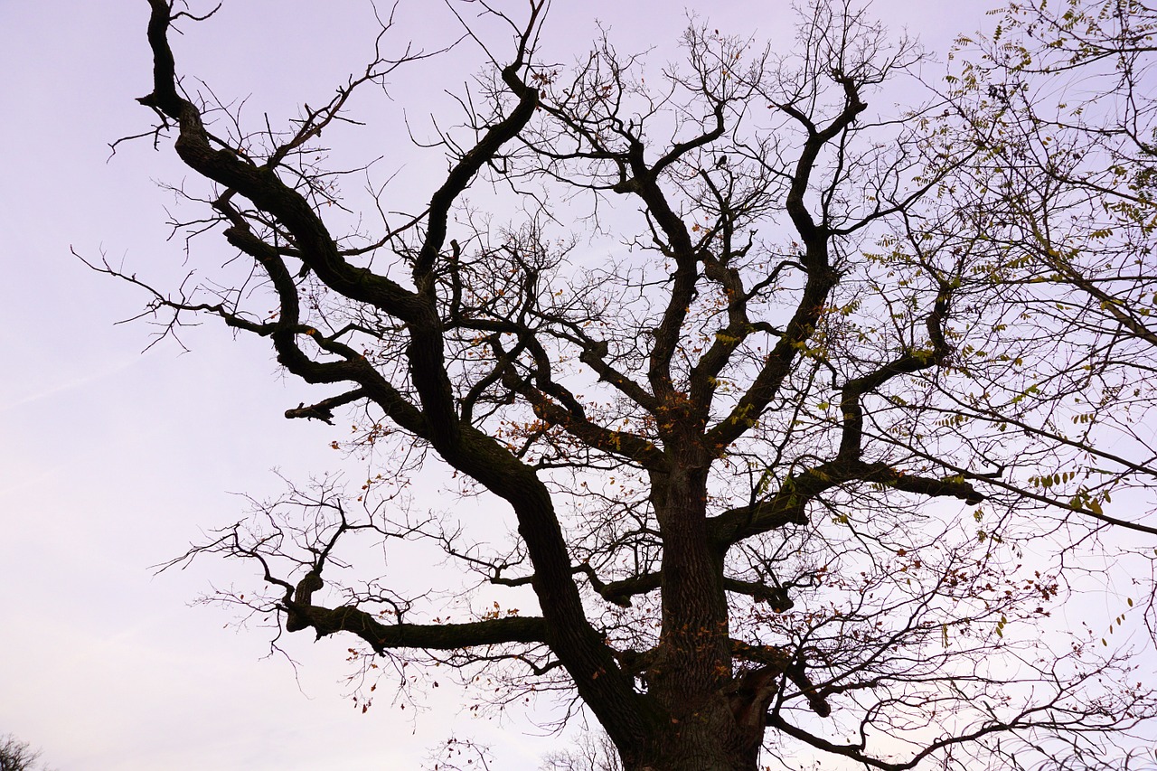 tree oak aesthetic free photo