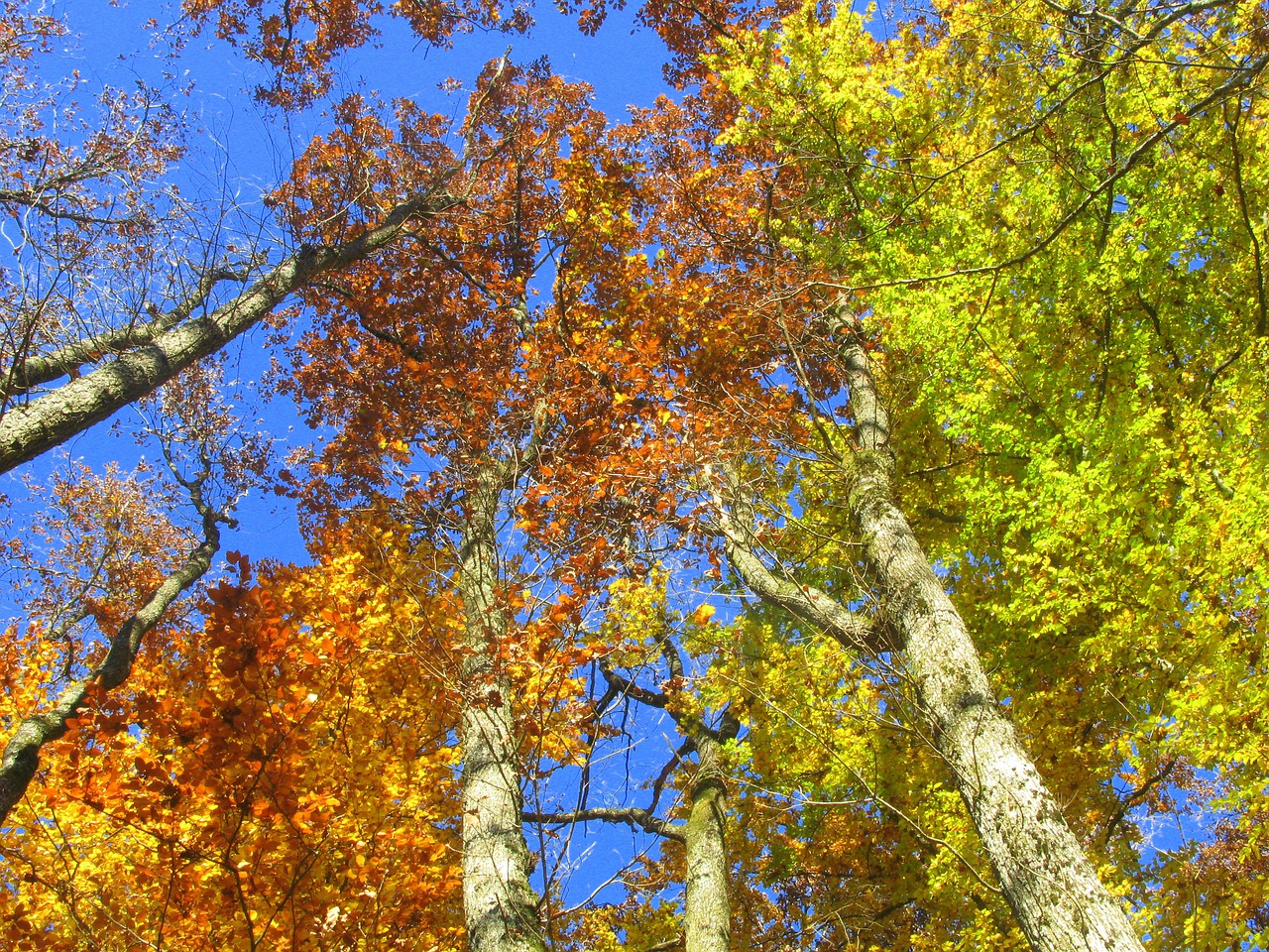 tree sky leaves free photo