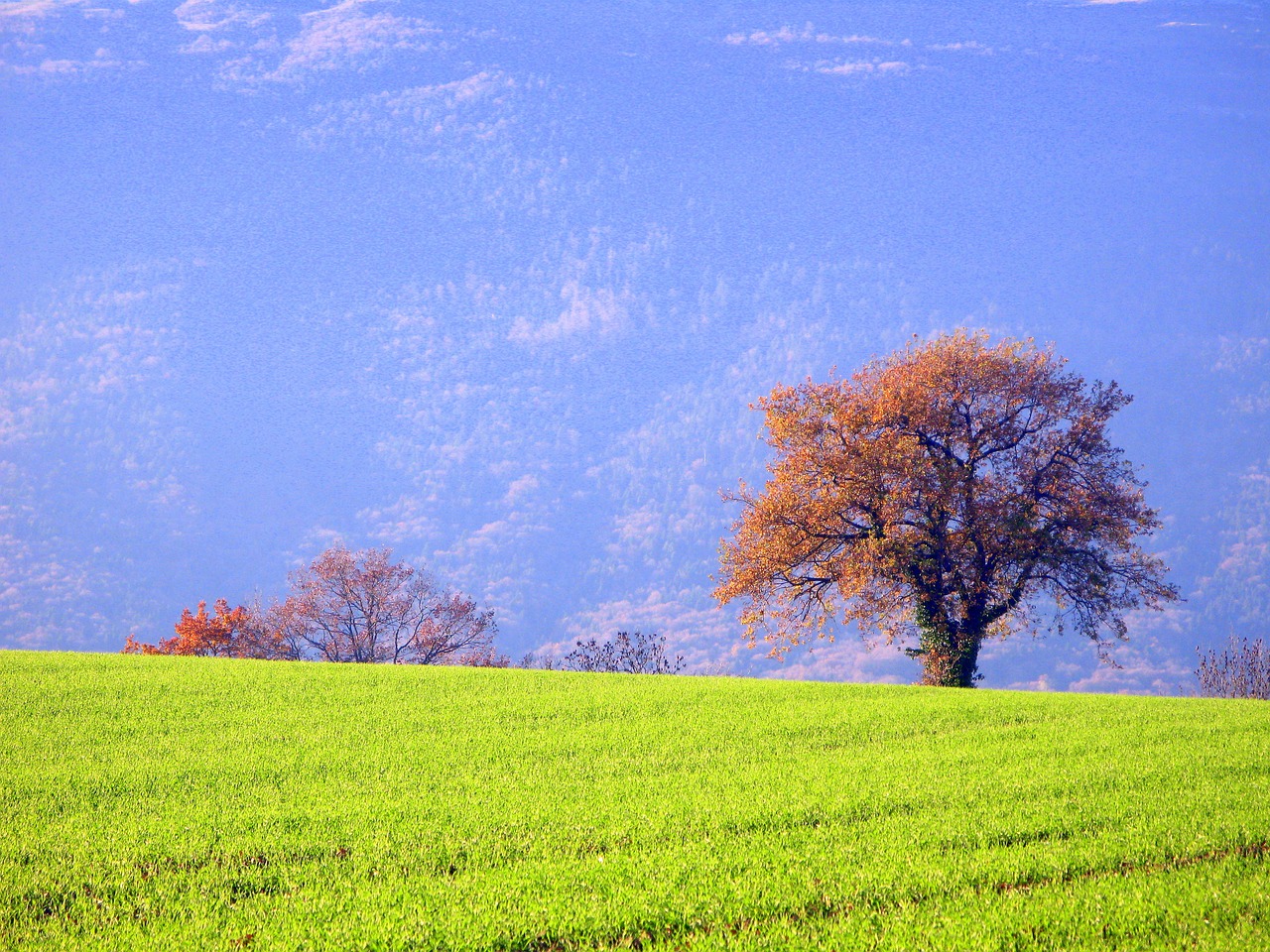 tree green field free photo