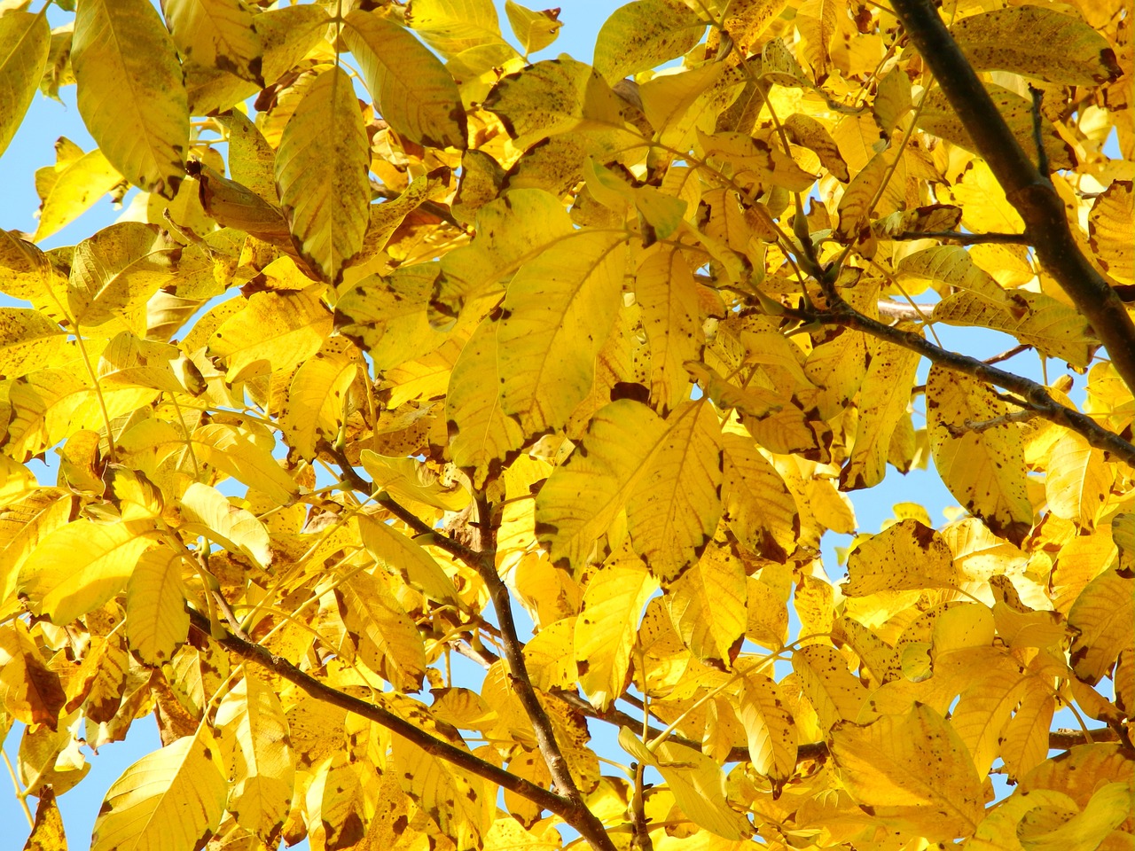 tree crown yellow free photo