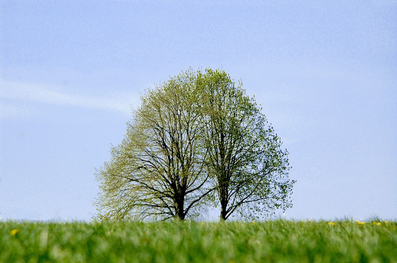 tree landscape meadow free photo