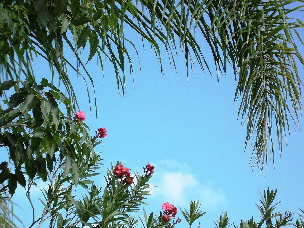 tree flowers blue sky free photo