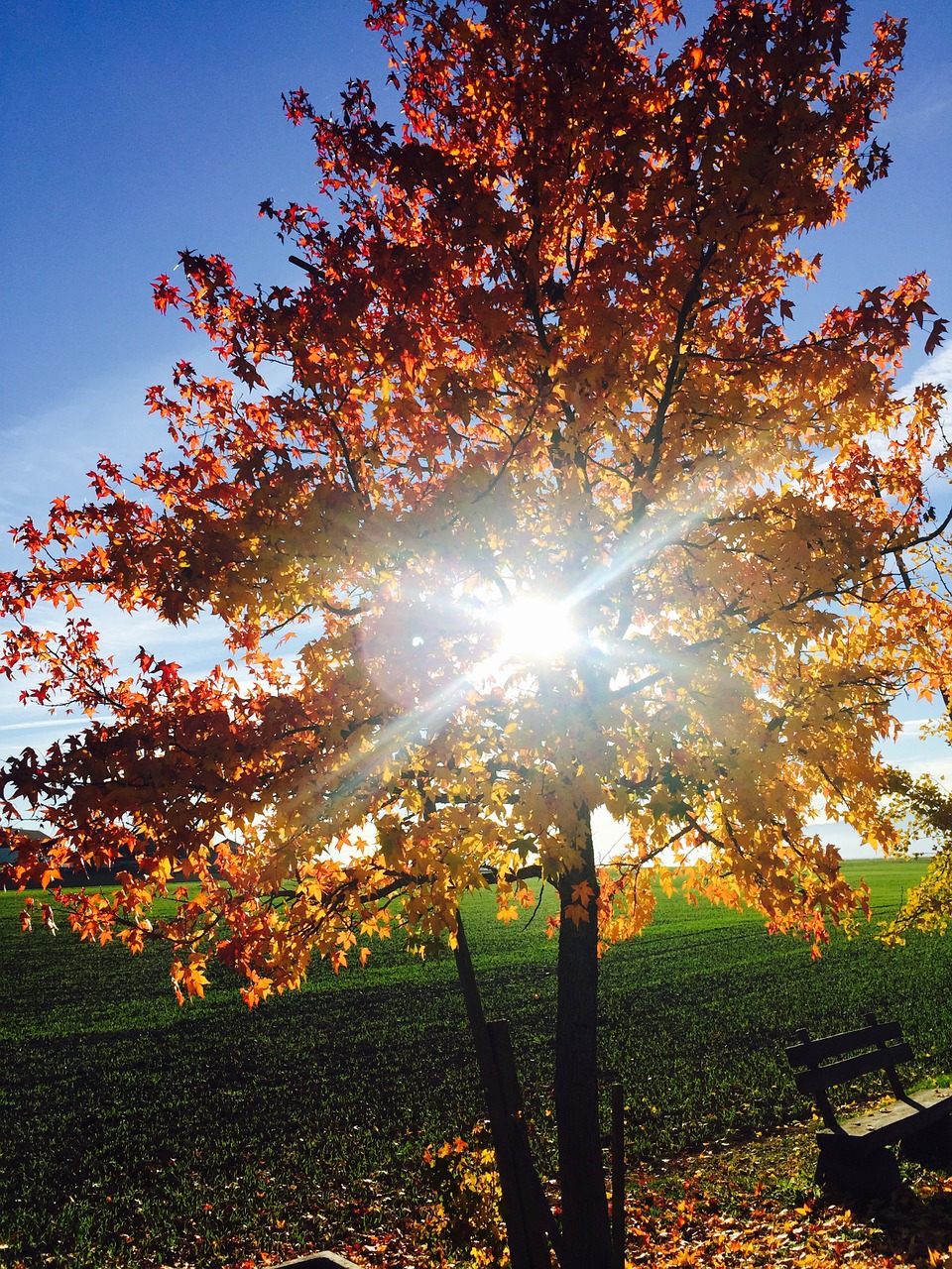 tree light sun free photo