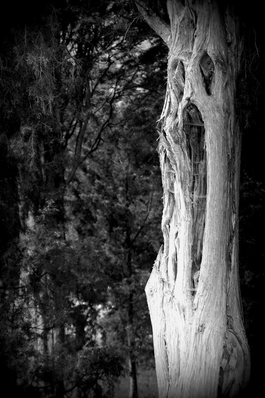 tree fash face free photo