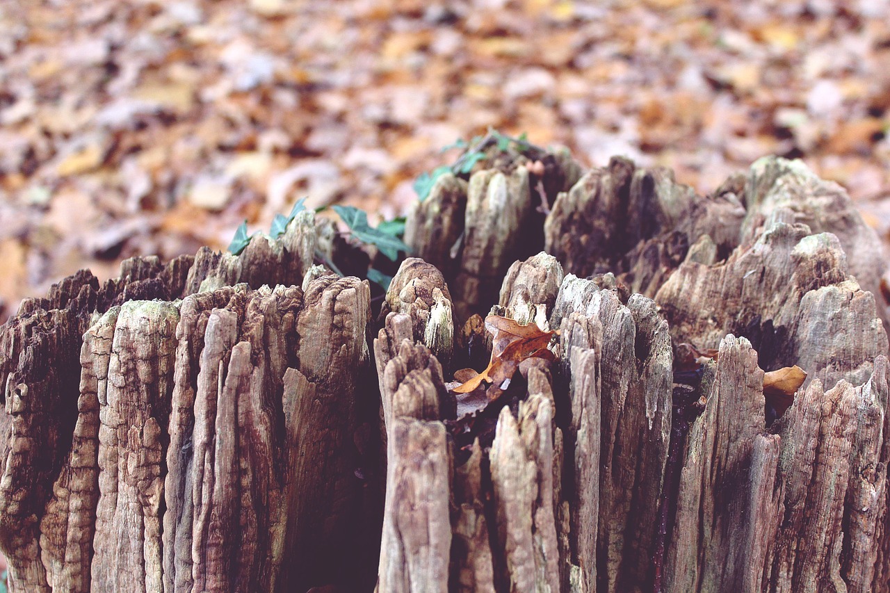 tree tree stump autumn free photo