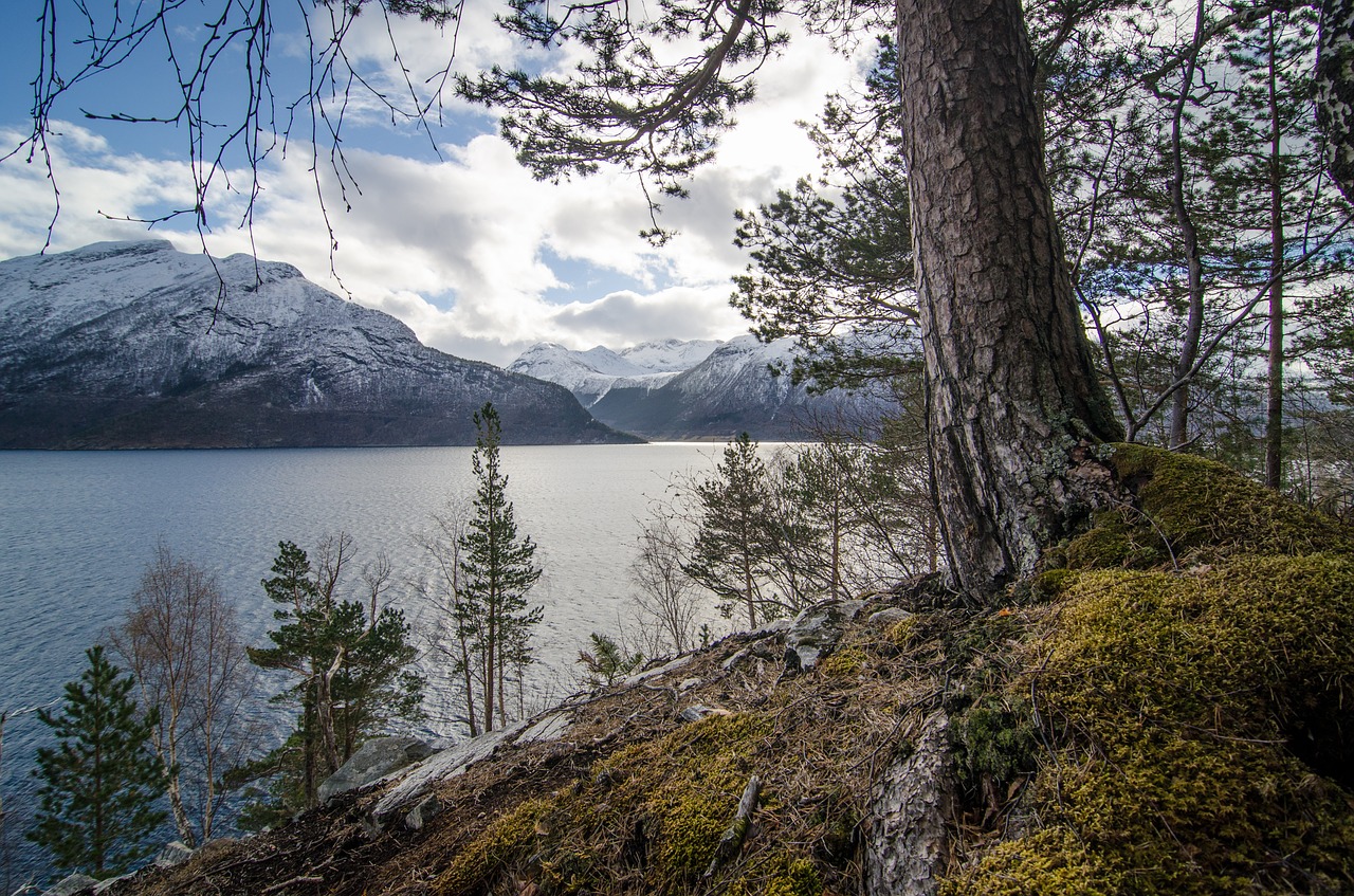 tree turbot mountain free photo