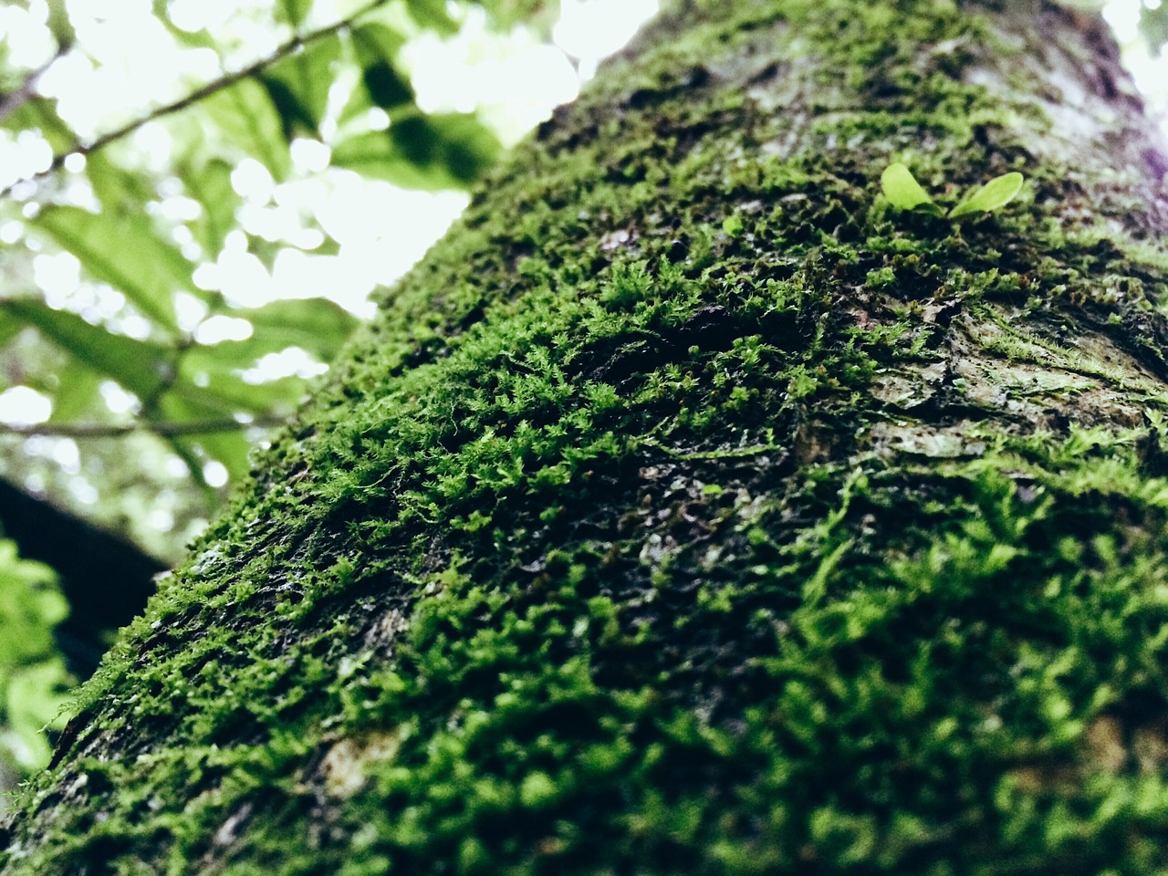 tree table vegetation free photo