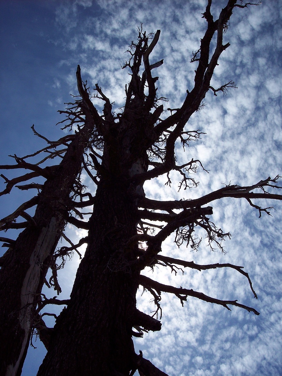 tree sky cloud free photo