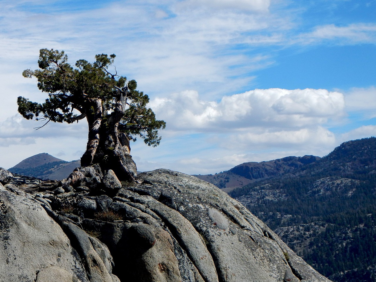 tree cliff nature free photo