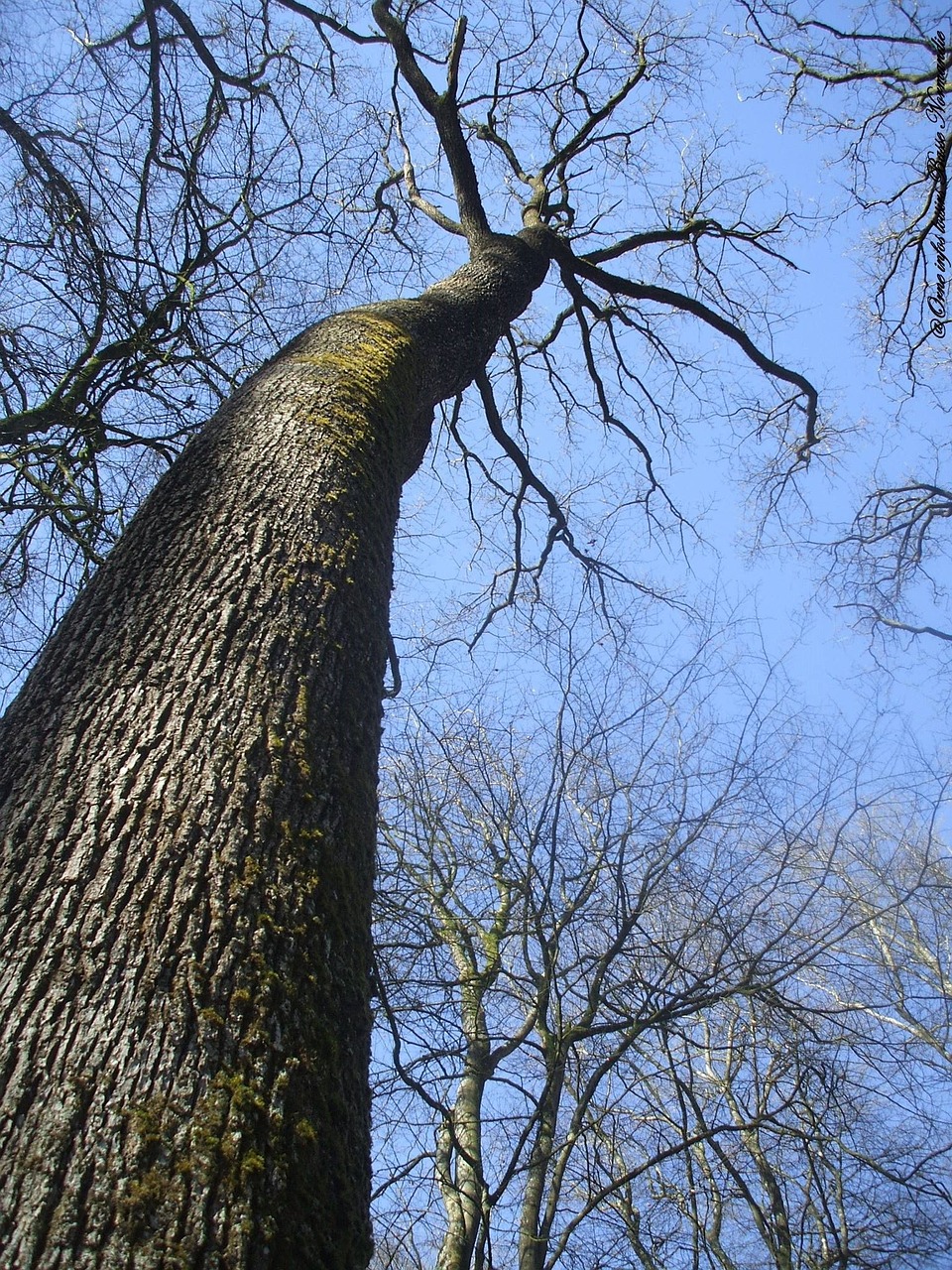 tree sky nature free photo