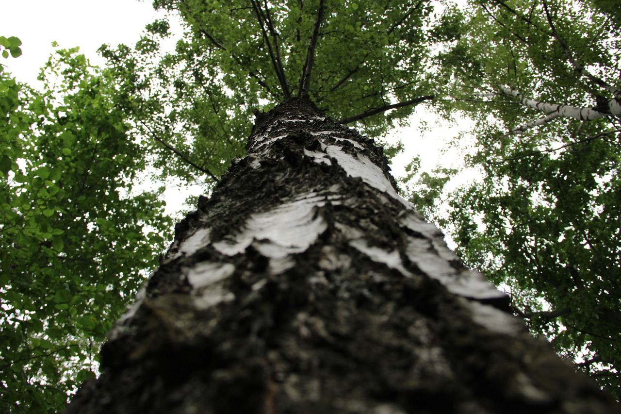 tree summer nature free photo