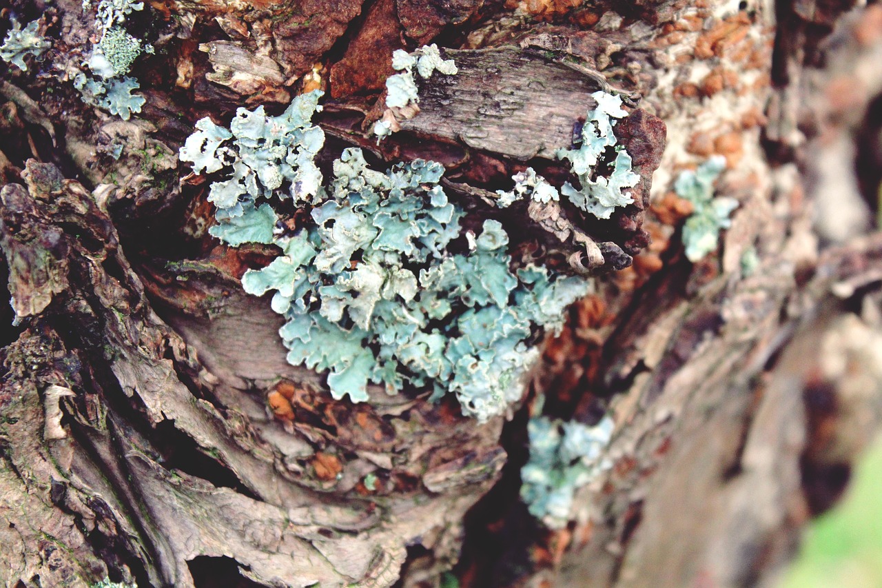 lichen tree log free photo