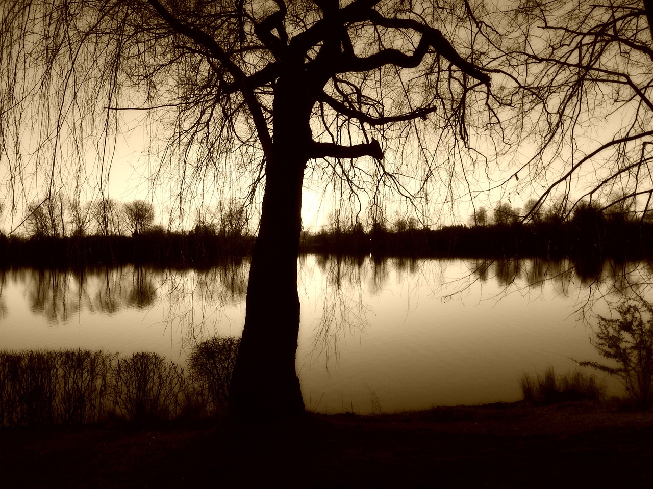 tree pasture lake free photo