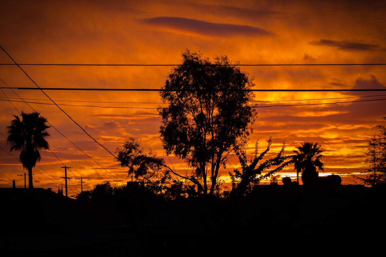 tree sunset landscape free photo