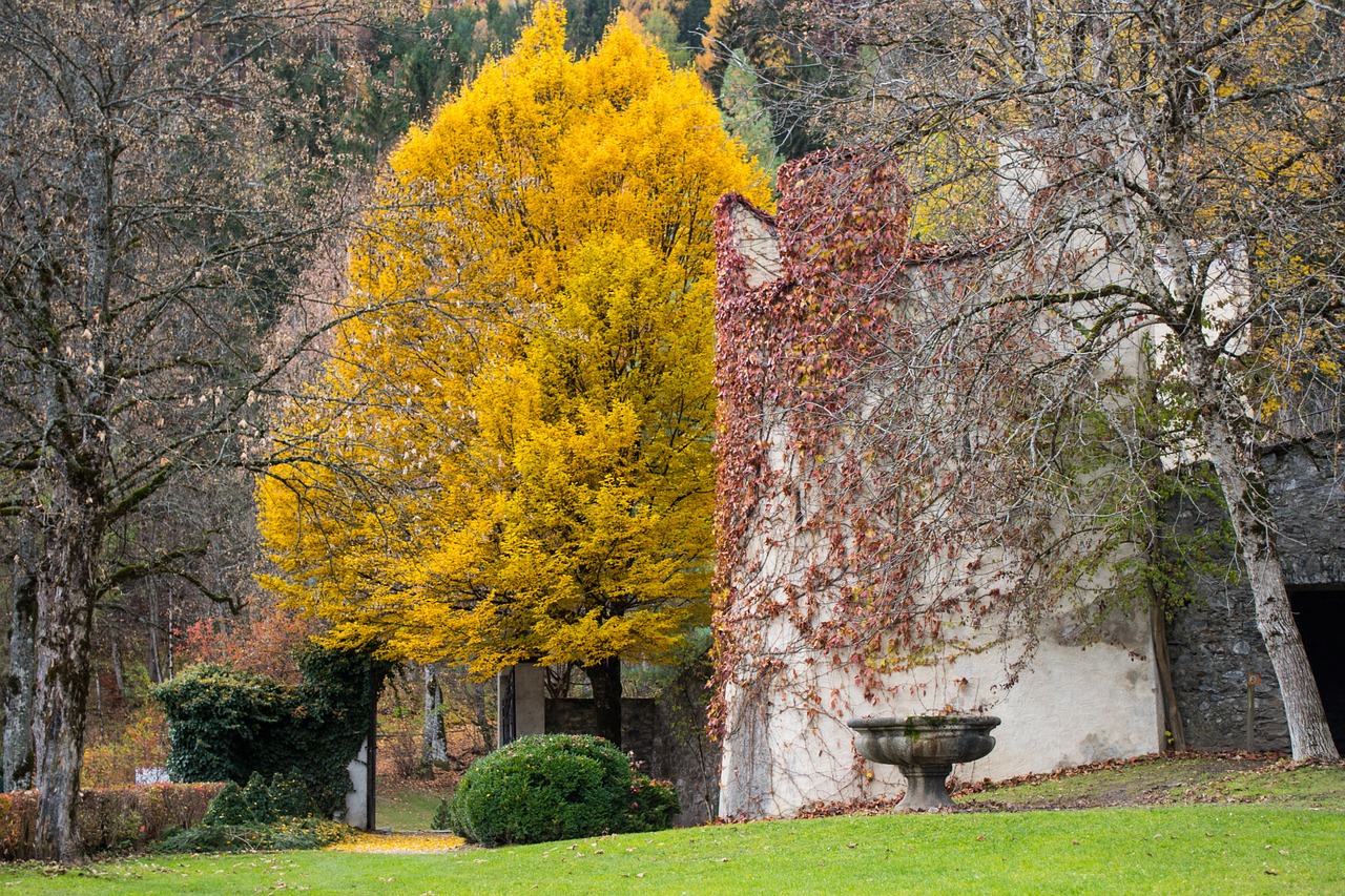 tree park autumn free photo